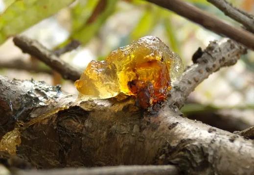 А если клей с дерева попадет в машину